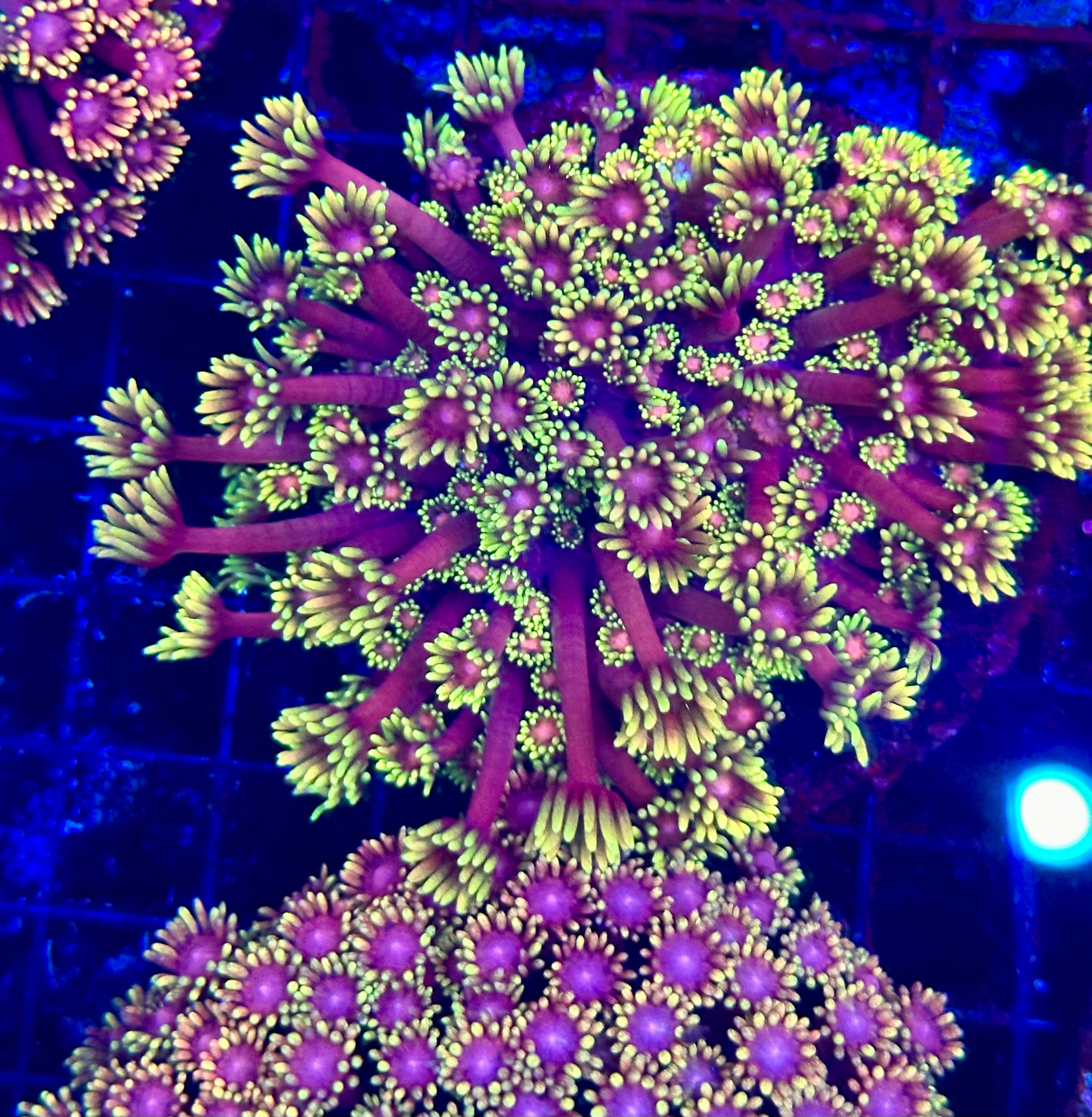 Ironman Goniopora Colony