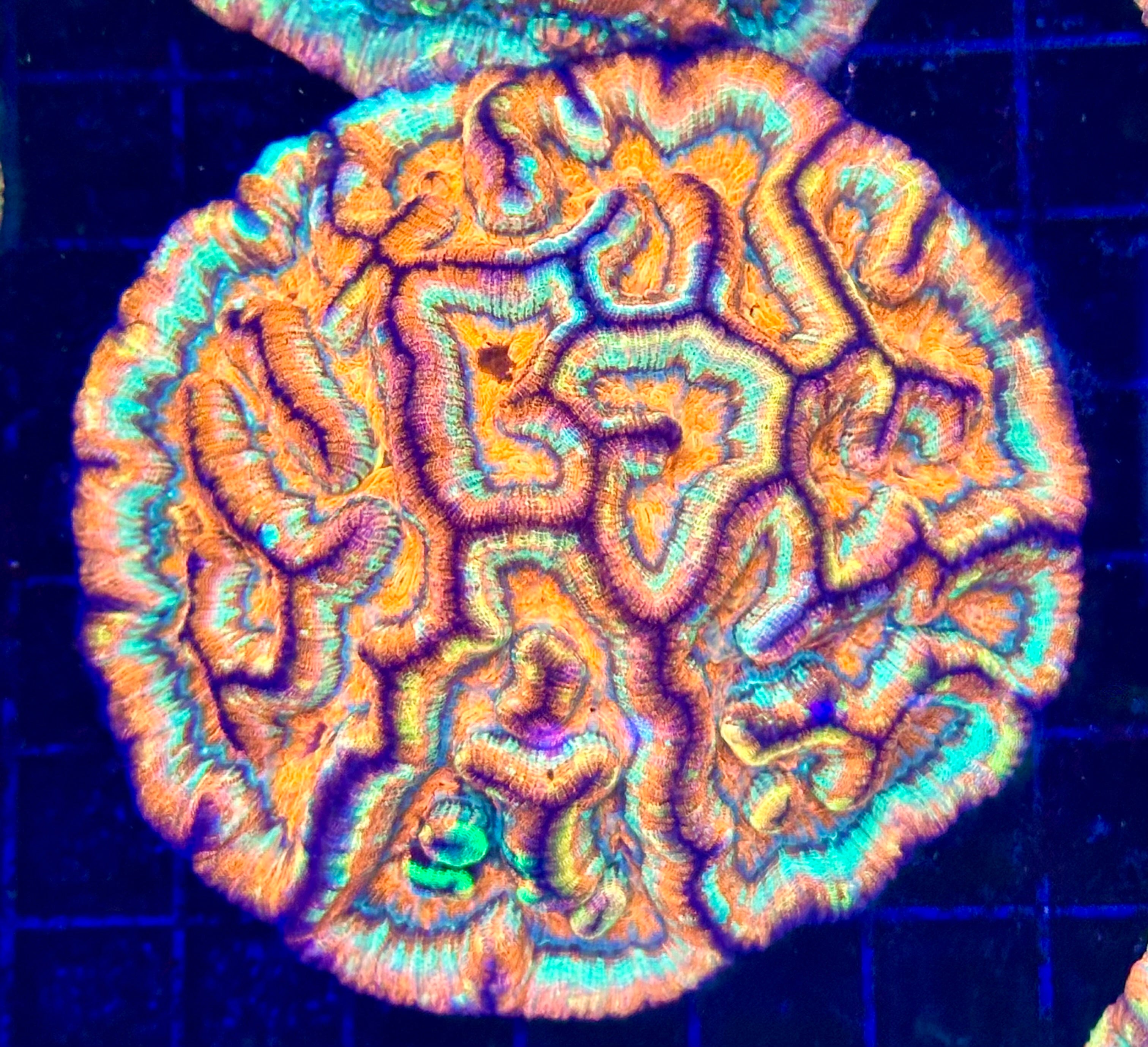 RAINBOW WILSONI AUSTRALOMUSSA