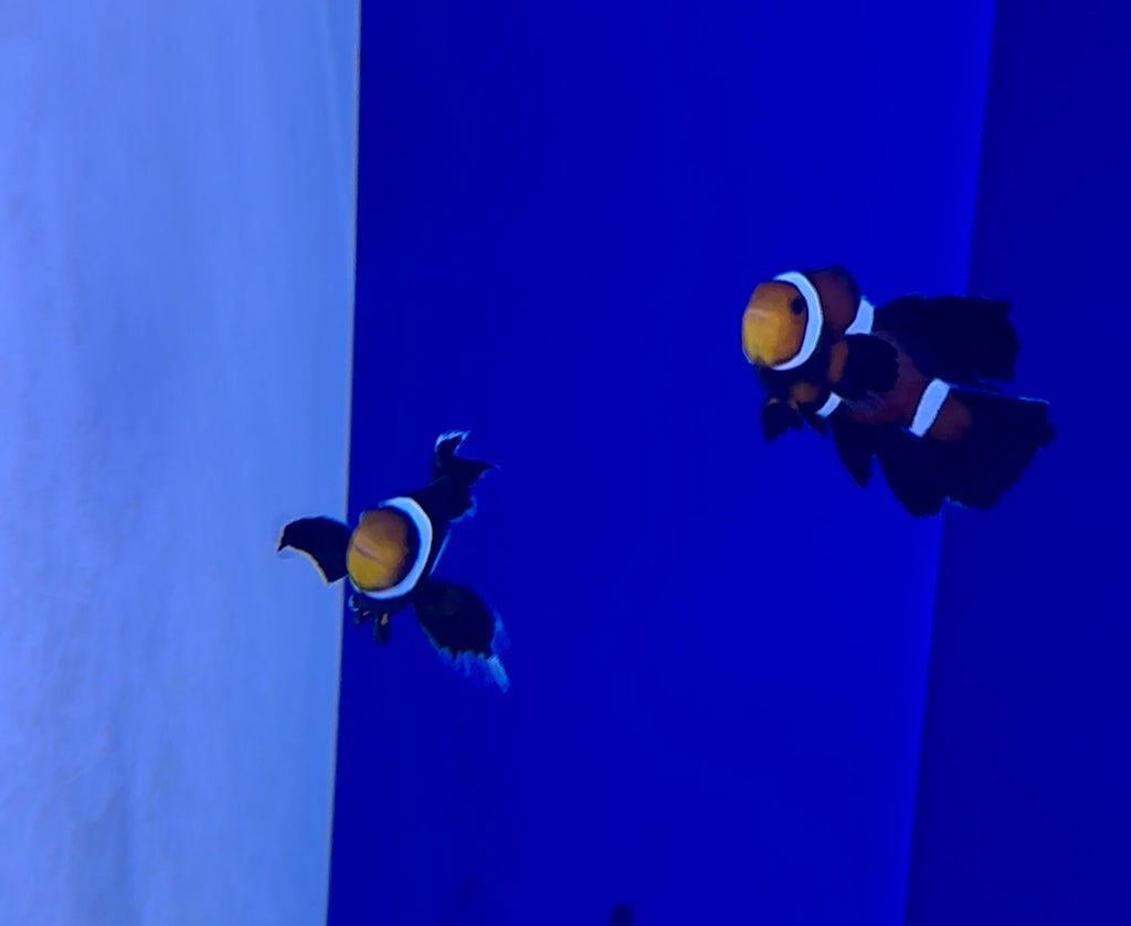 JUMBO BLACK GLADIATOR and MOCHA LONGFIN PAIR CLOWNFISH