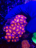 ACAN COLONY
