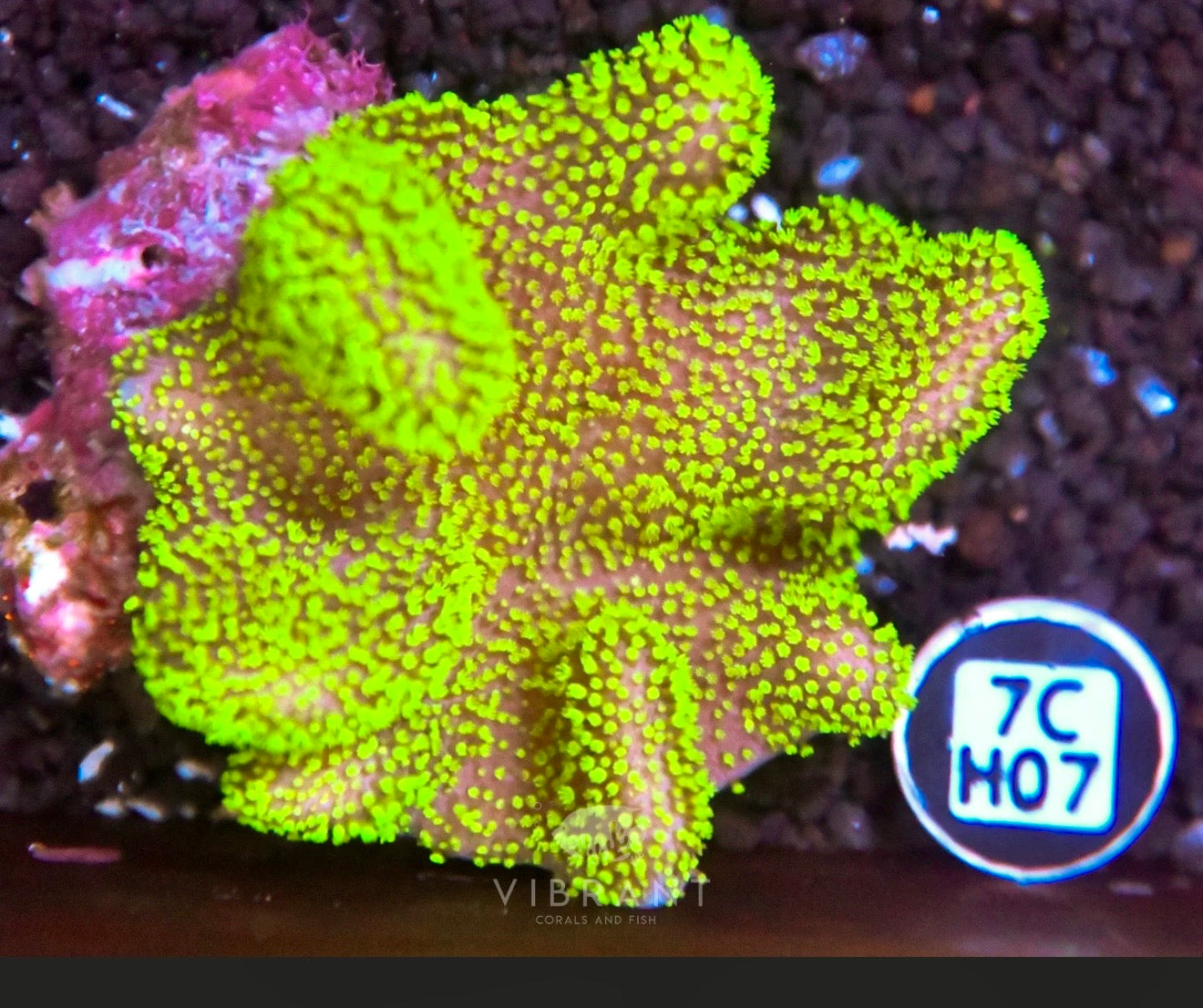 Bright NEON GREEN AUSTRALIAN LEATHER