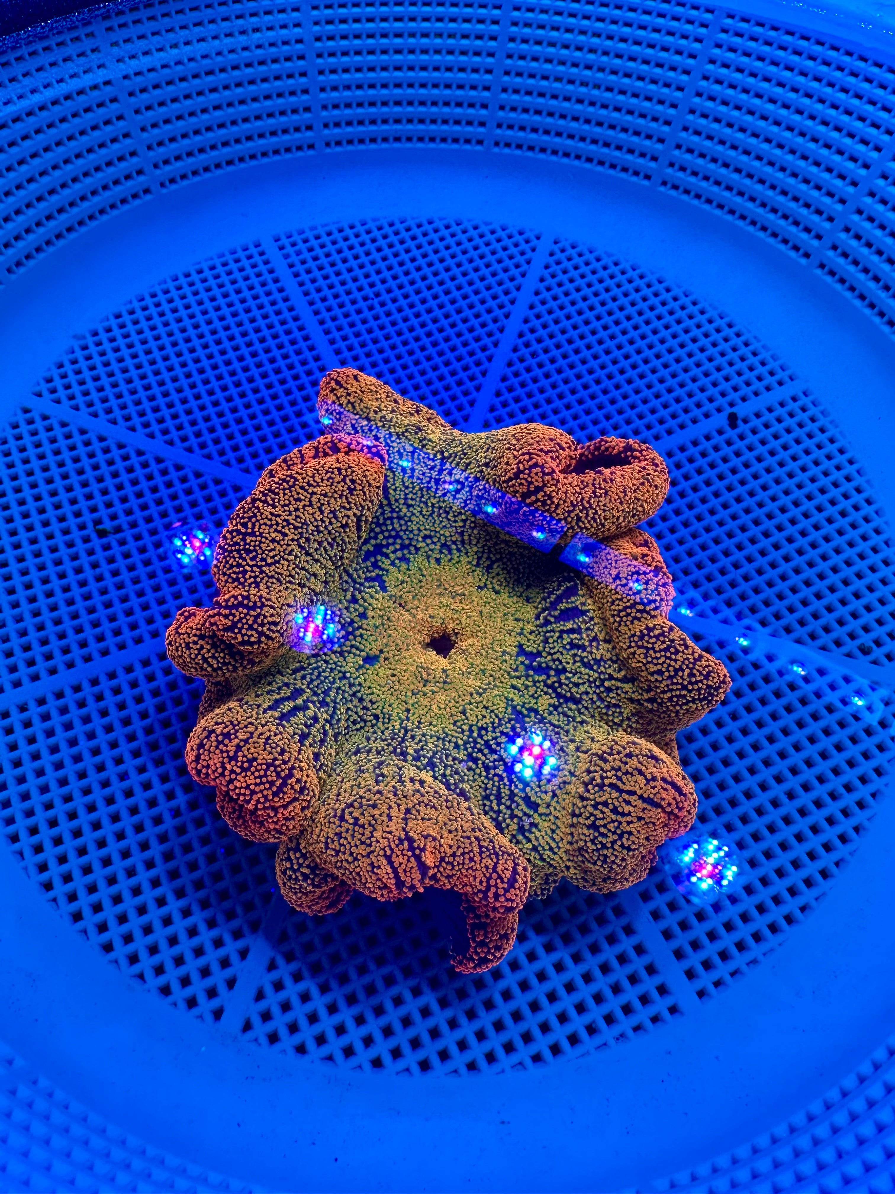 RAINBOW RASTA CARPET ANENOME
