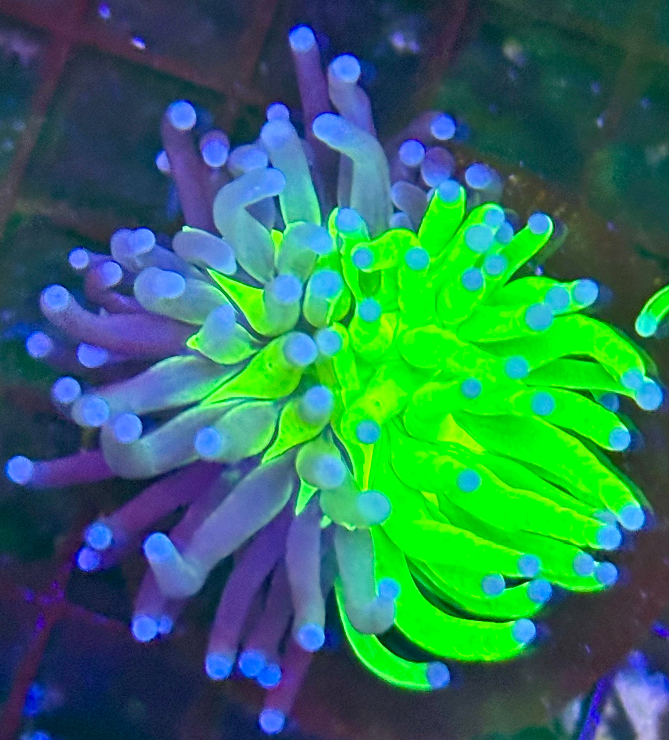 GRAFTED HOLY GRAIL TORCH