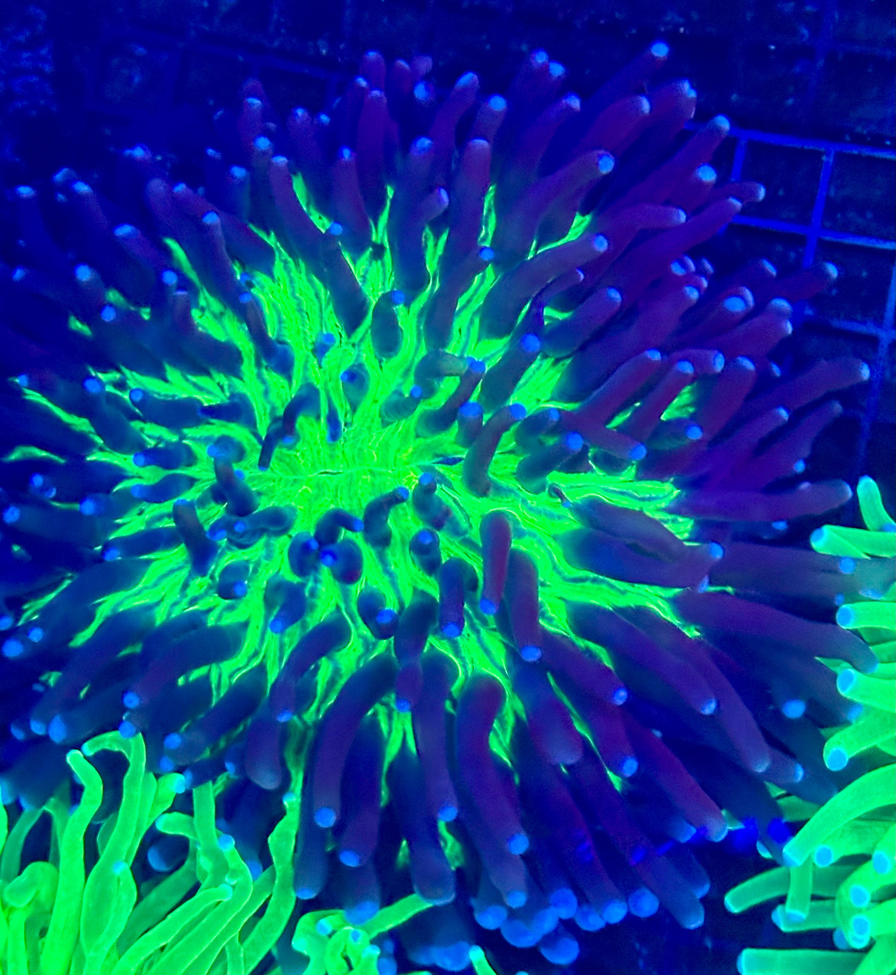 LARGE LONG POLYP PLATE CORAL