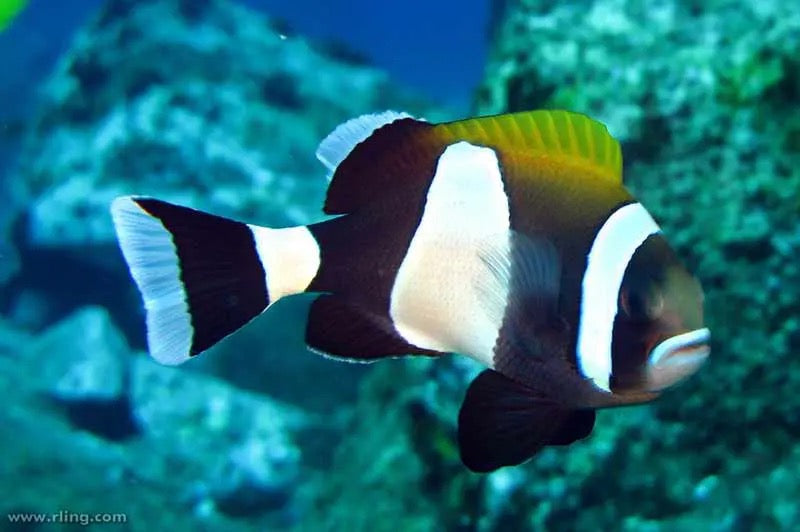 Latz clownfish (pair) (Amphiprion latezonatus) captive bred