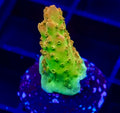 Tgc Creamsicle Acro