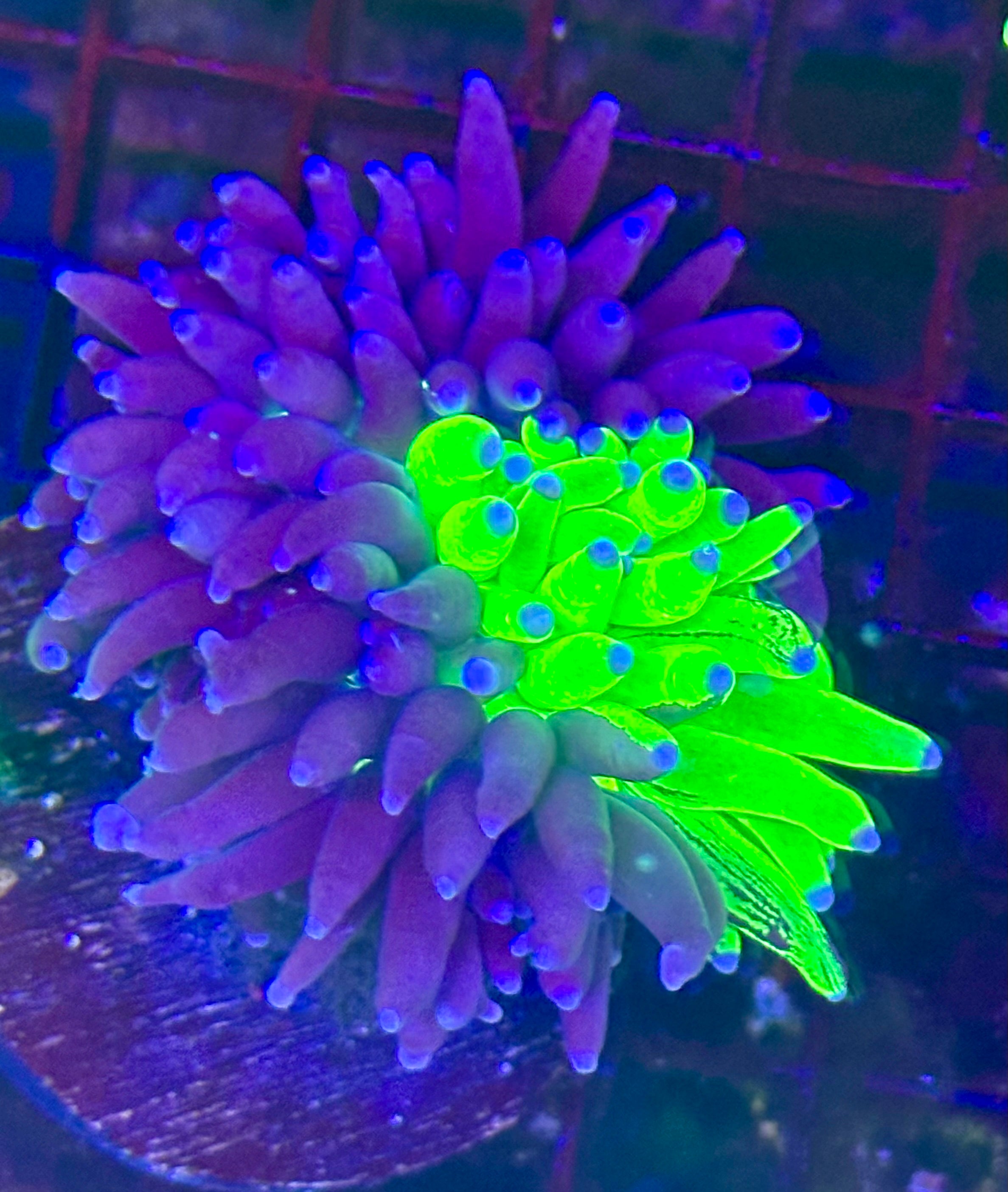 GRAFTED HOLY GRAIL TORCH