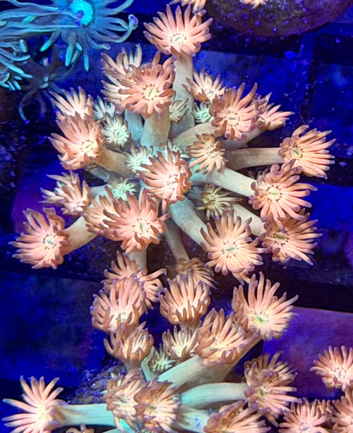 Ring If Fire Goniopora