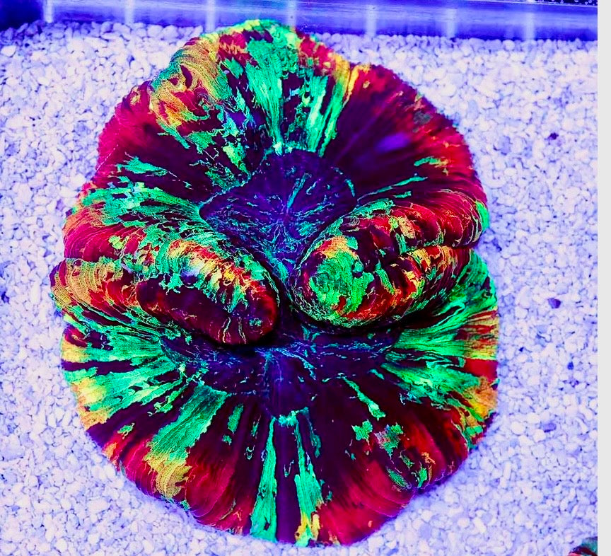 Ultra Wellsophyllia