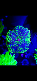NEON BLUE RICORDIA MUSHROOM