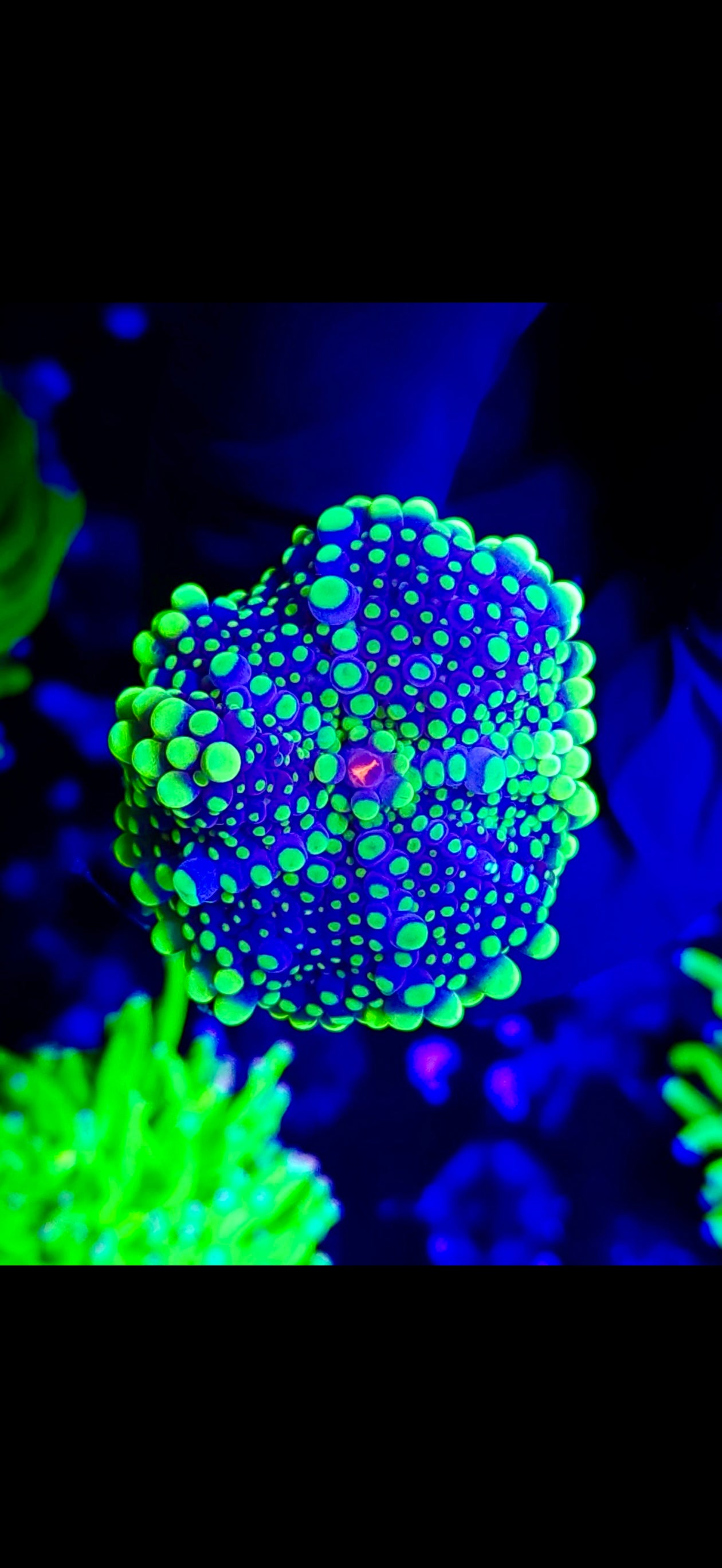 NEON BLUE RICORDIA MUSHROOM