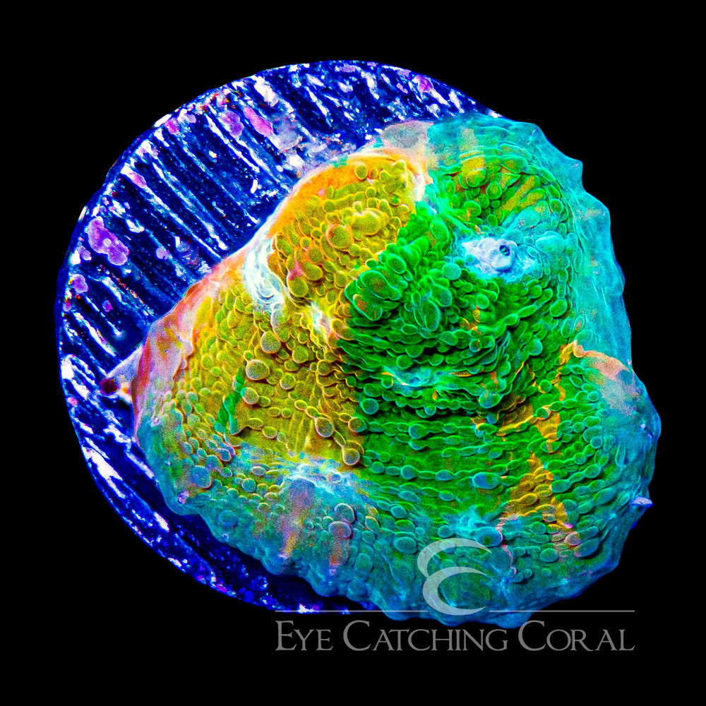 ECC Grafted Orange Sherbert Chalice Frag