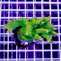 ULTRA CULTURED ACROPORA