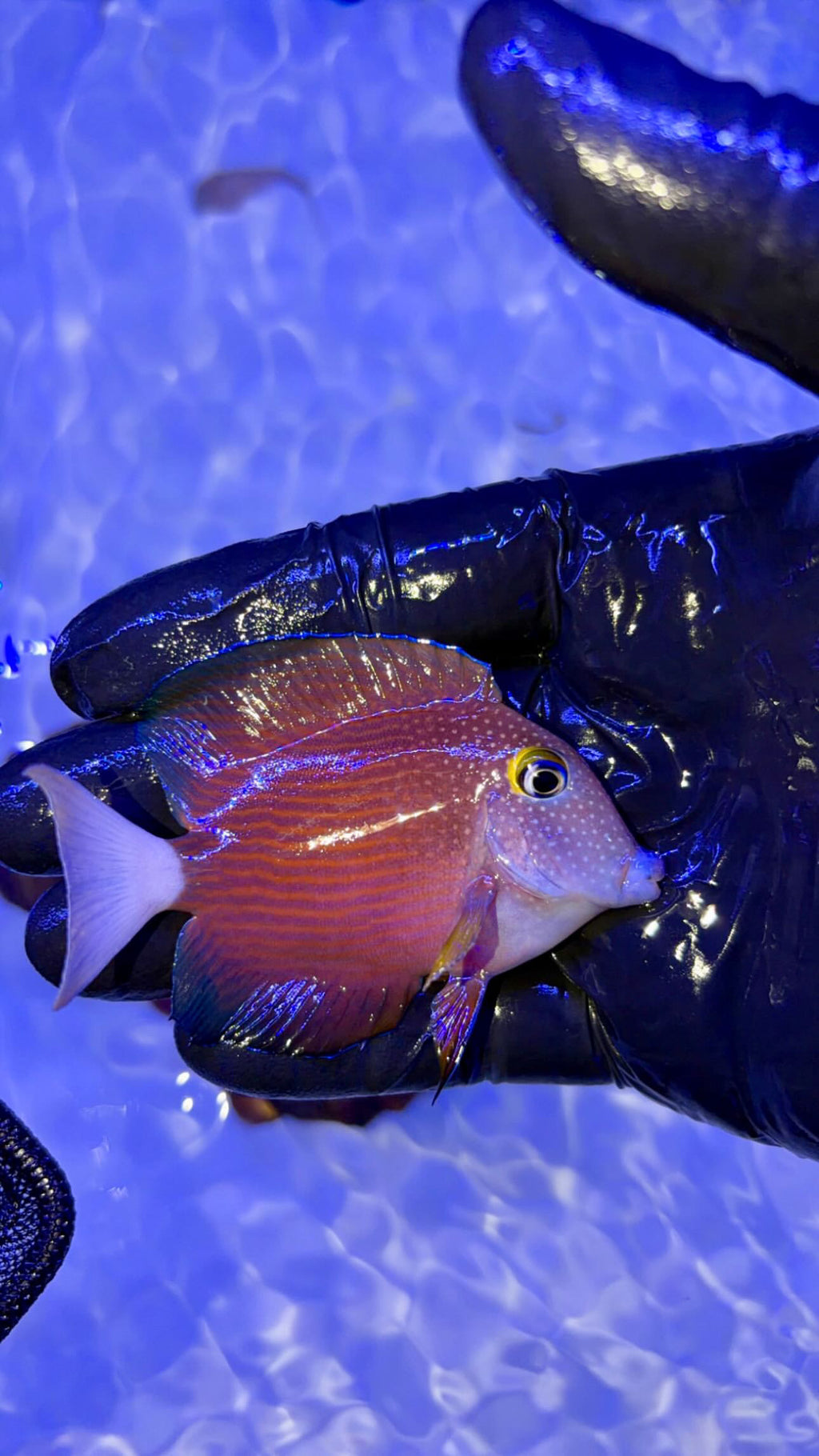 WHITETAIL YELLOW EYE BRISTLETOOTH TANG