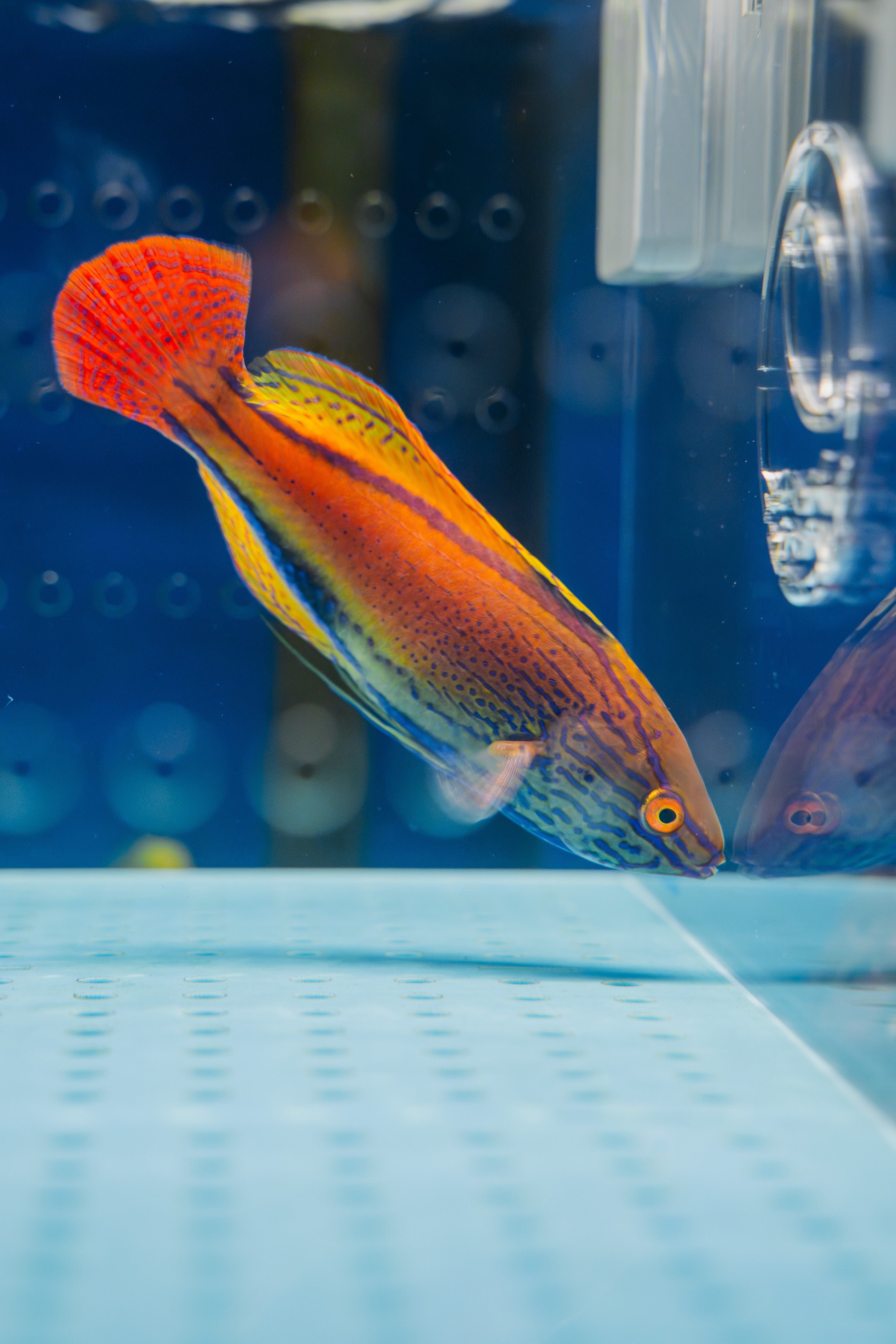 Lineatus Fairy Wrasse (Super Male)