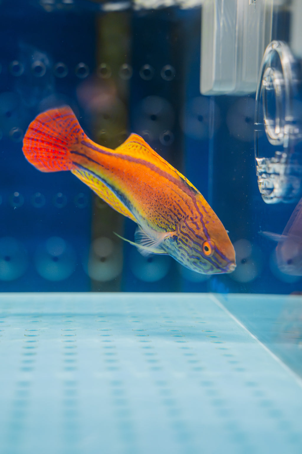 Lineatus Fairy Wrasse (Super Male)