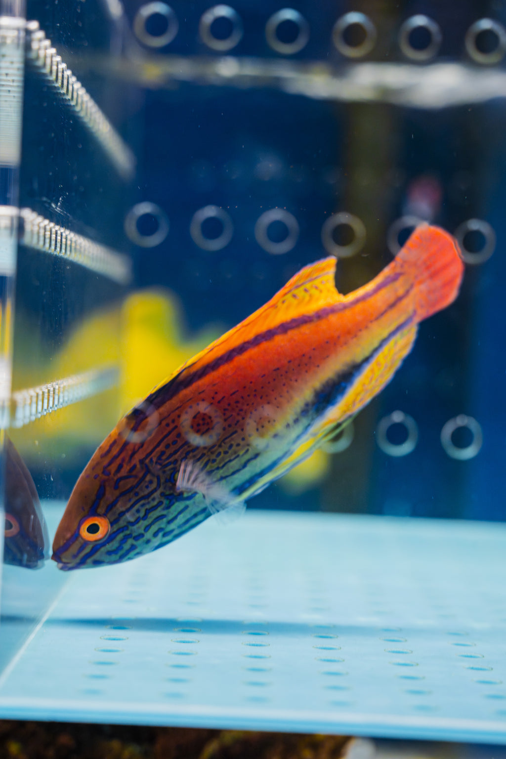 Lineatus Fairy Wrasse (Super Male)