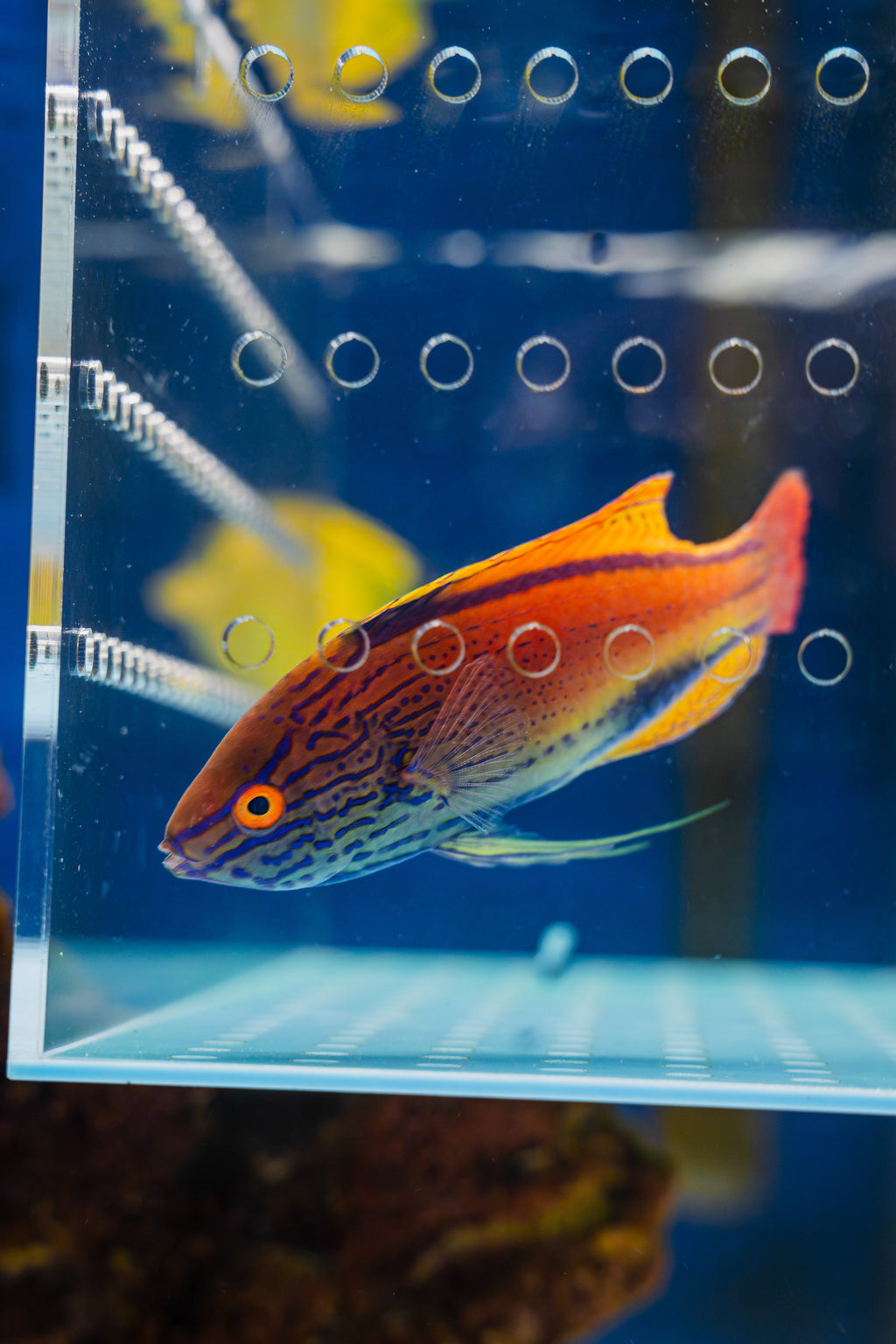 Lineatus Fairy Wrasse (Super Male)