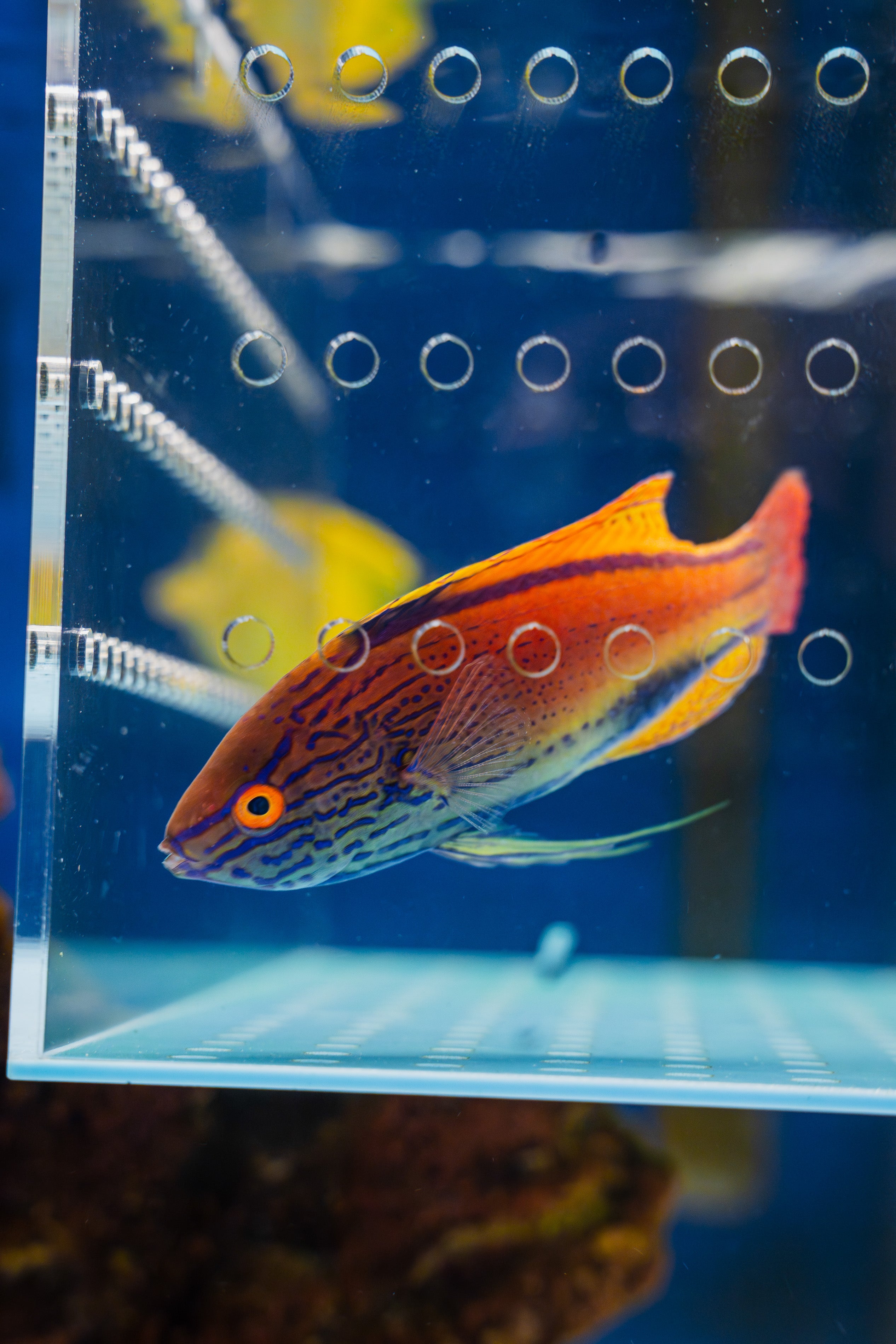 Lineatus Fairy Wrasse (Super Male)