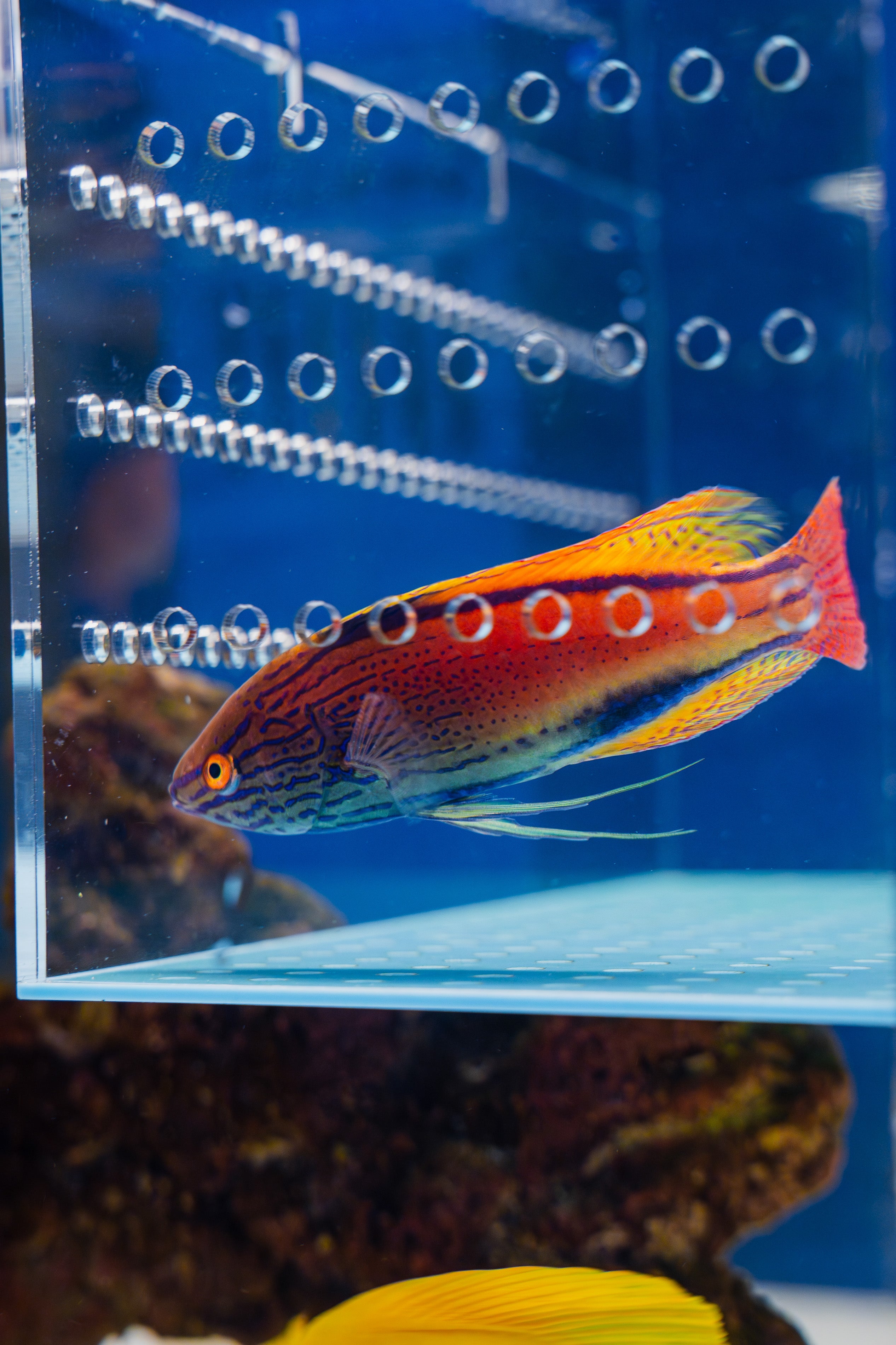 Lineatus Fairy Wrasse (Super Male)