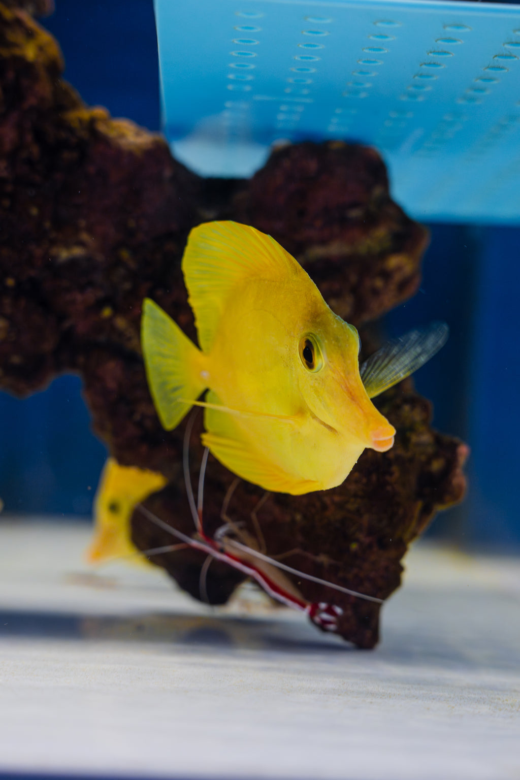 4-5” HAWAIIAN YELLOW TANG