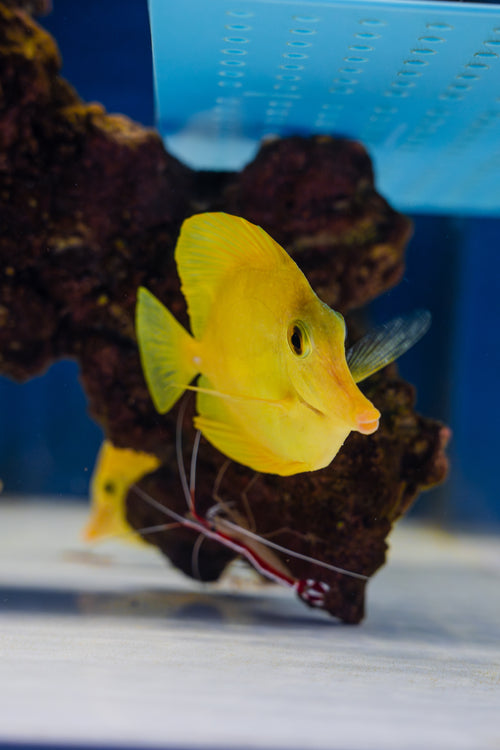 4-5” Hawaiian Yellow Tang