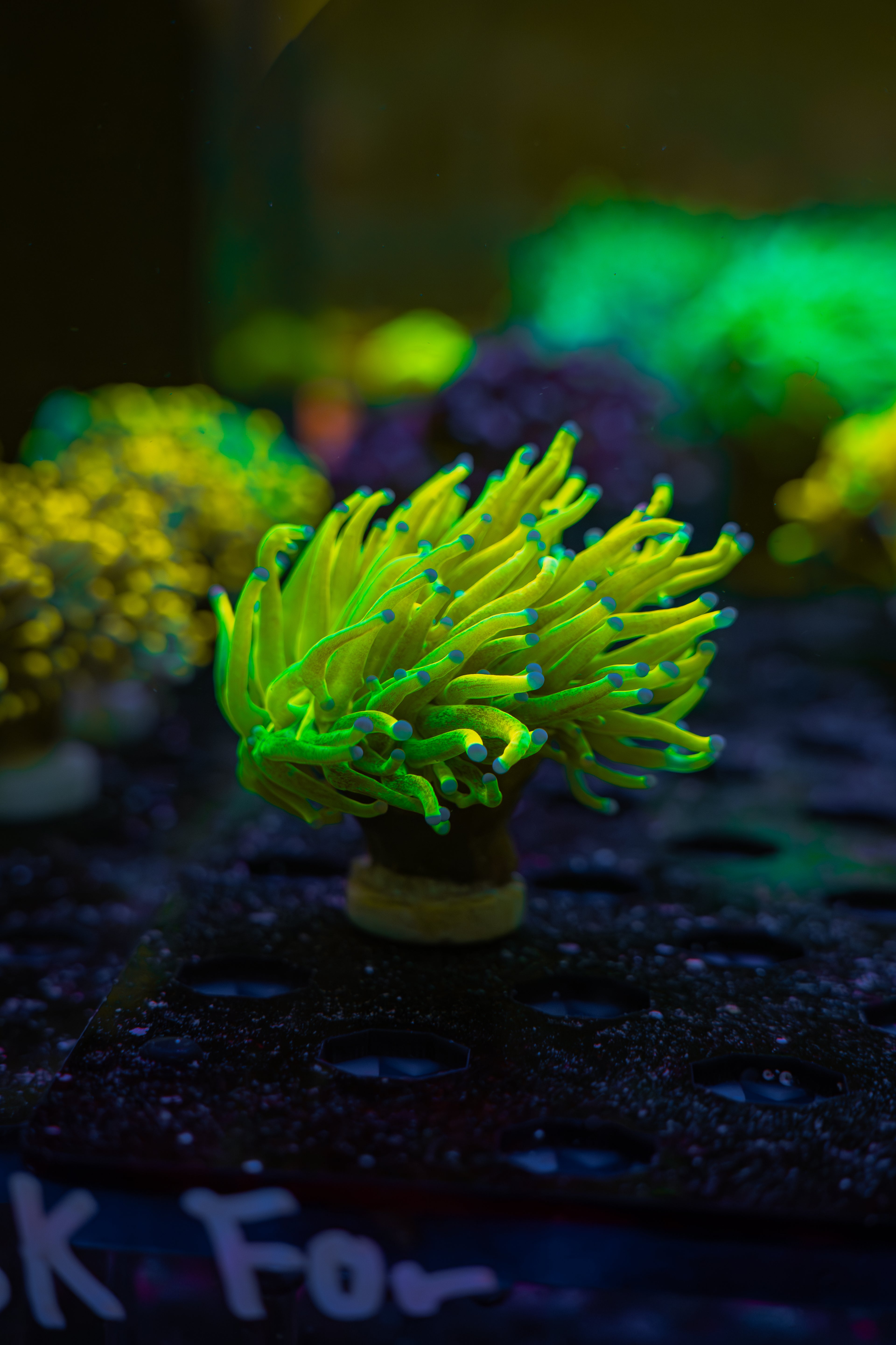 Holy Grail Torch Coral