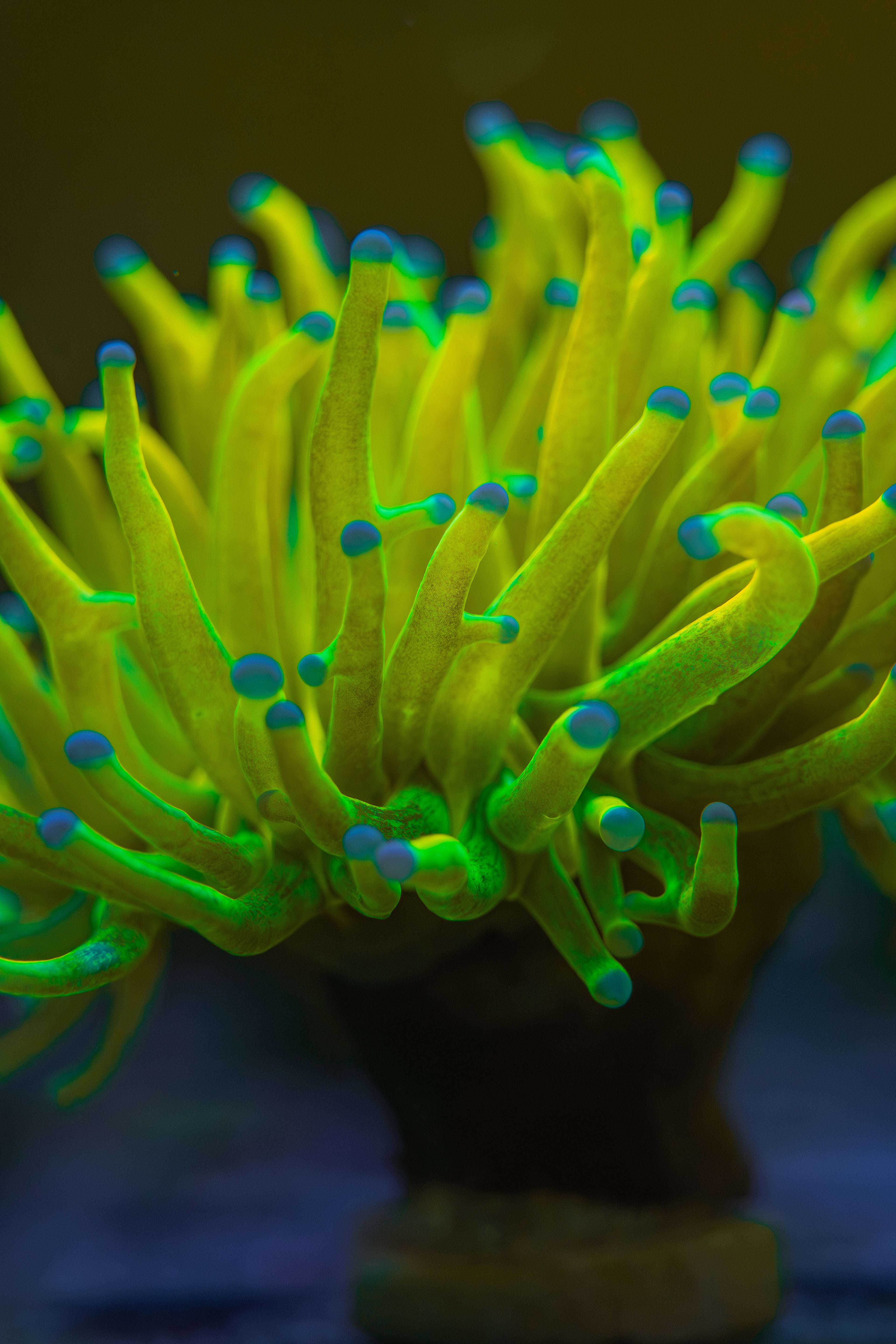 Holy Grail Torch Coral