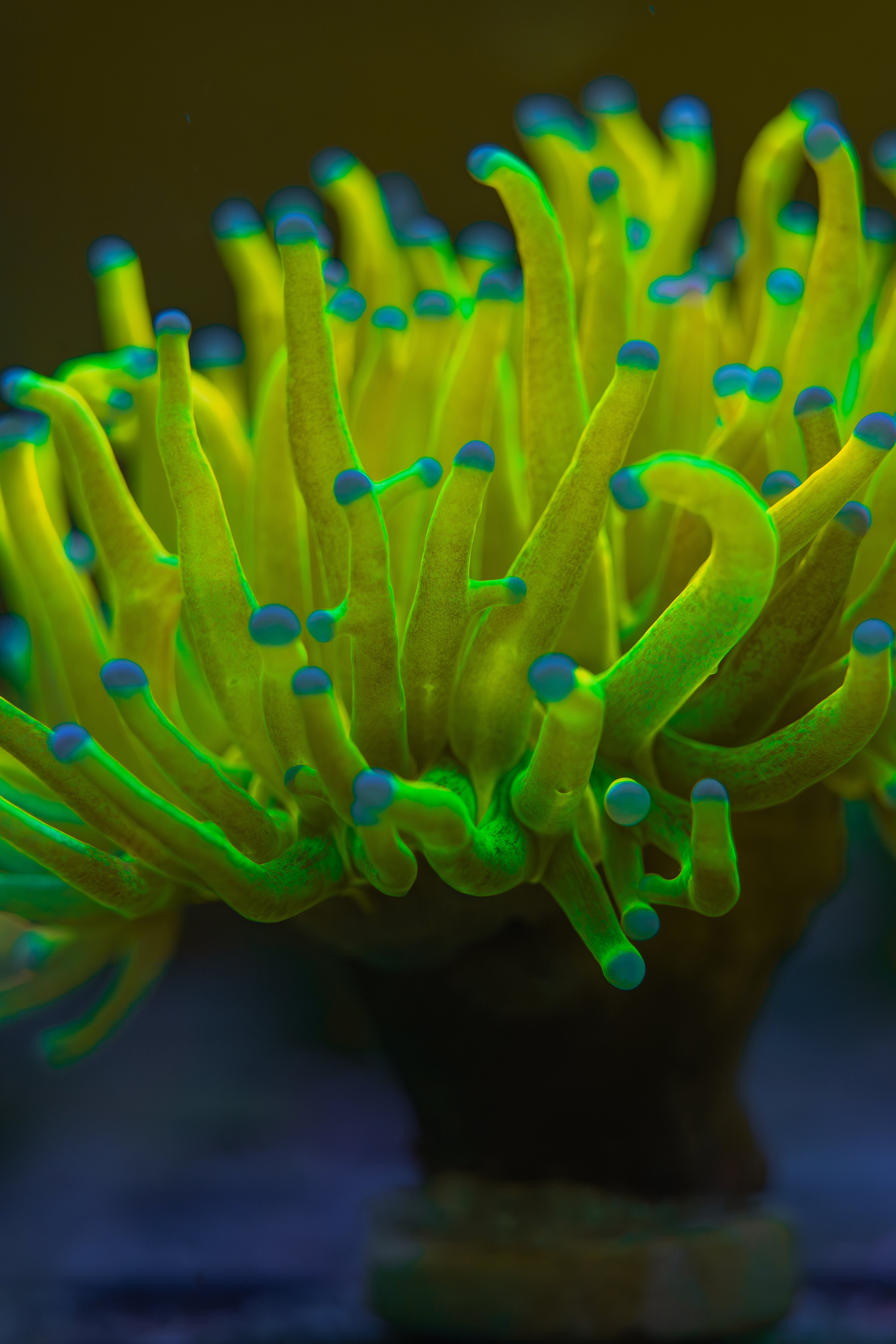 Holy Grail Torch Coral