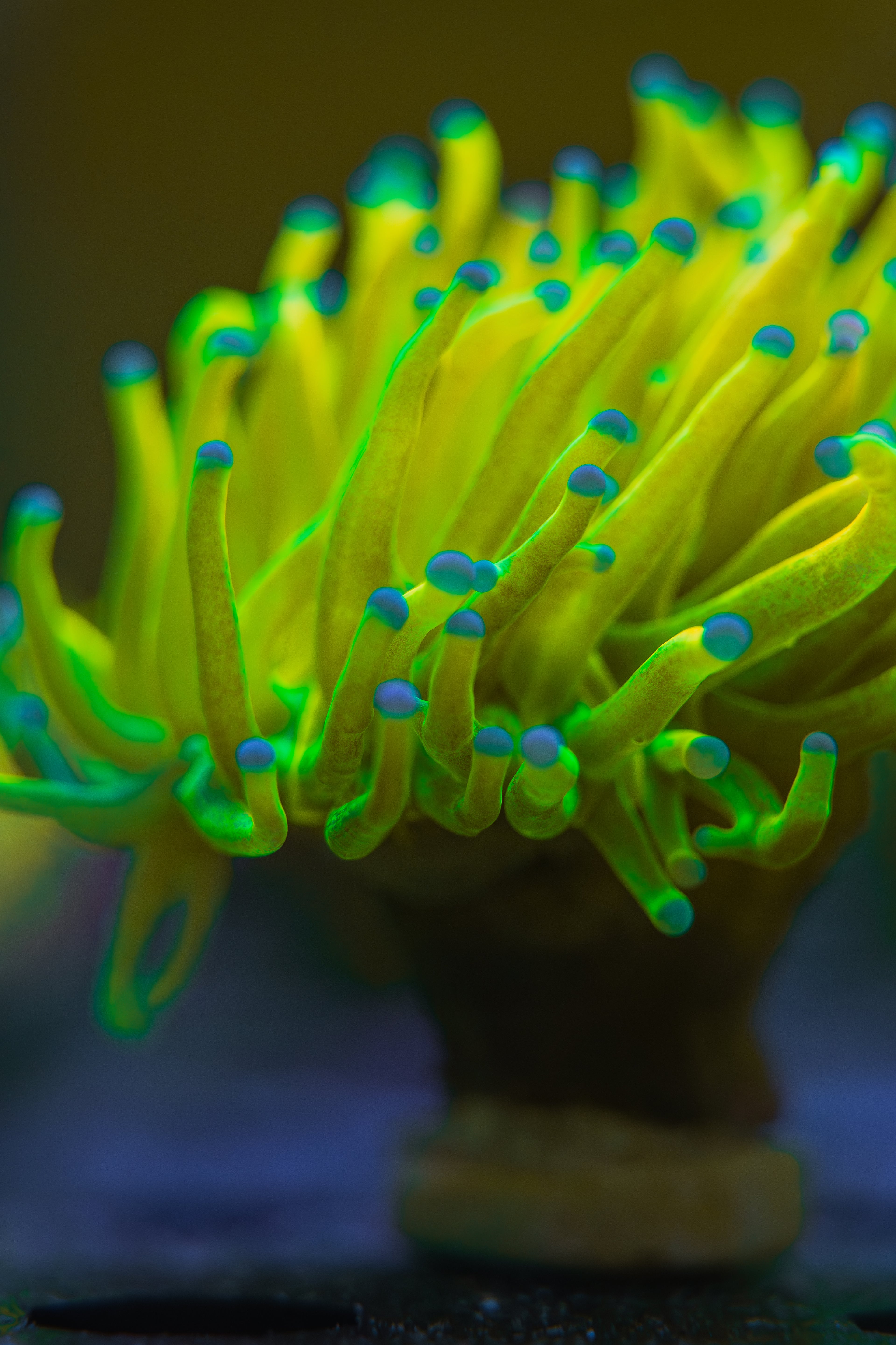 Holy Grail Torch Coral