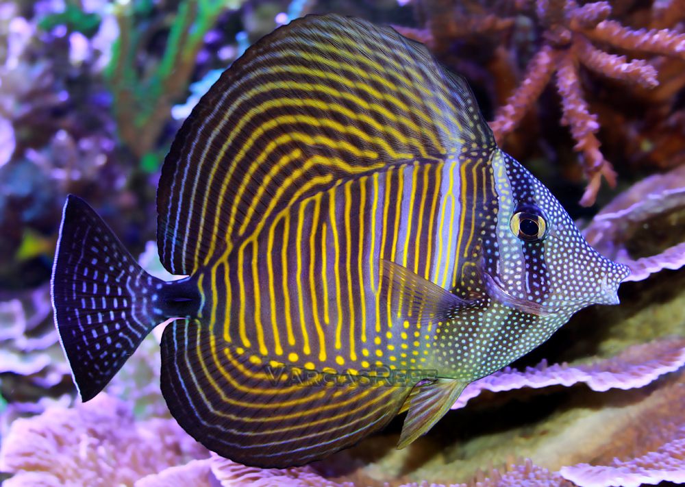 Desjardini Tang