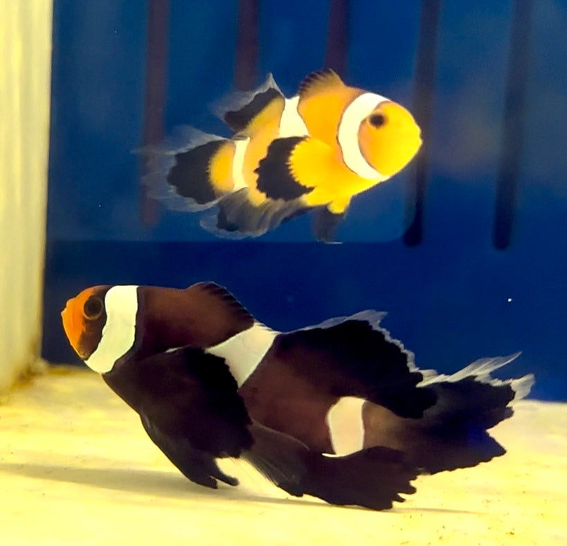 LONGFIN OCELLARIS CLOWNFISH PAIR CAPTIVE BRED