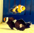LONGFIN OCELLARIS CLOWNFISH PAIR CAPTIVE BRED