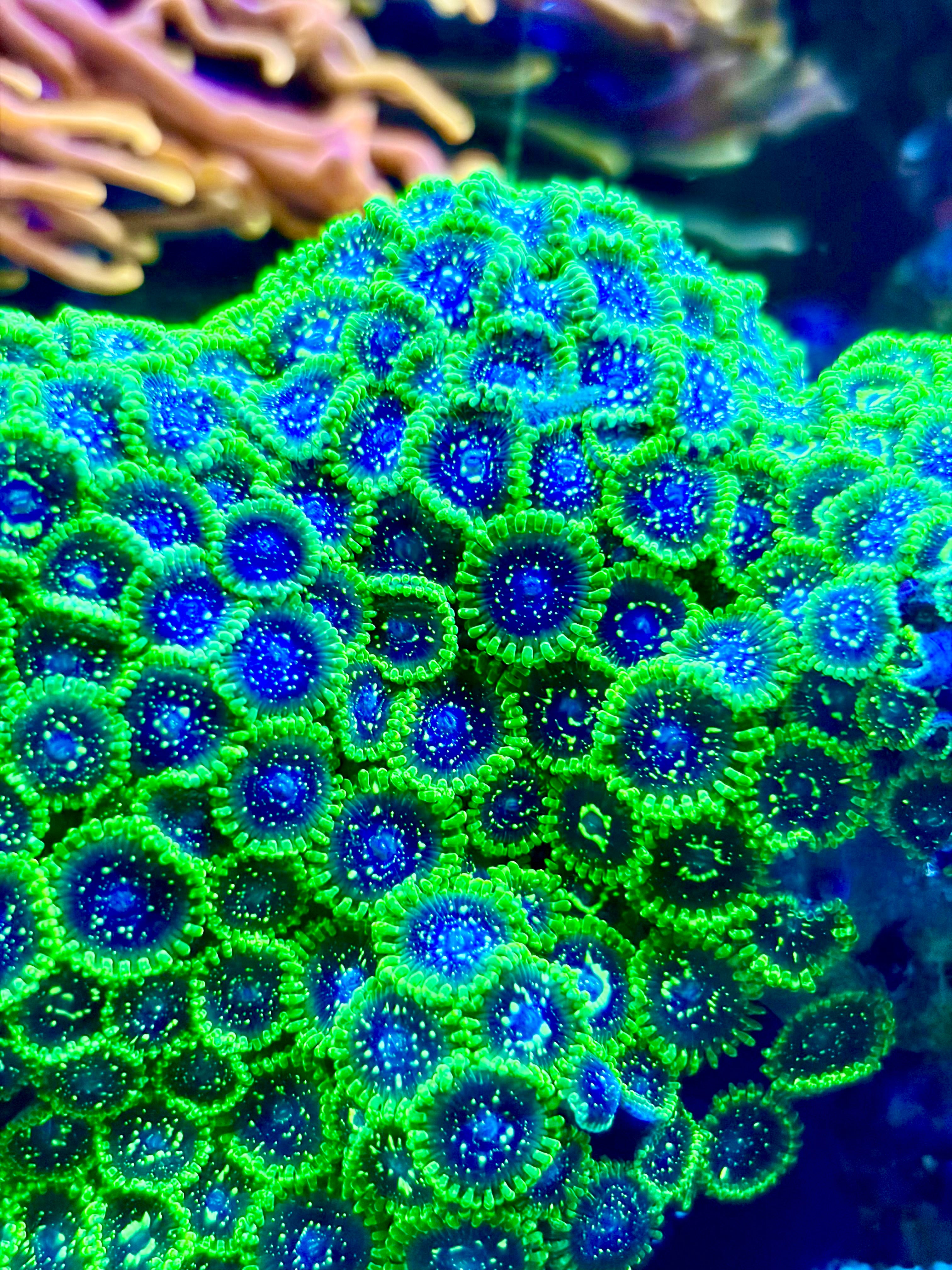 EXOSPHERE ZOANTHID FRAG