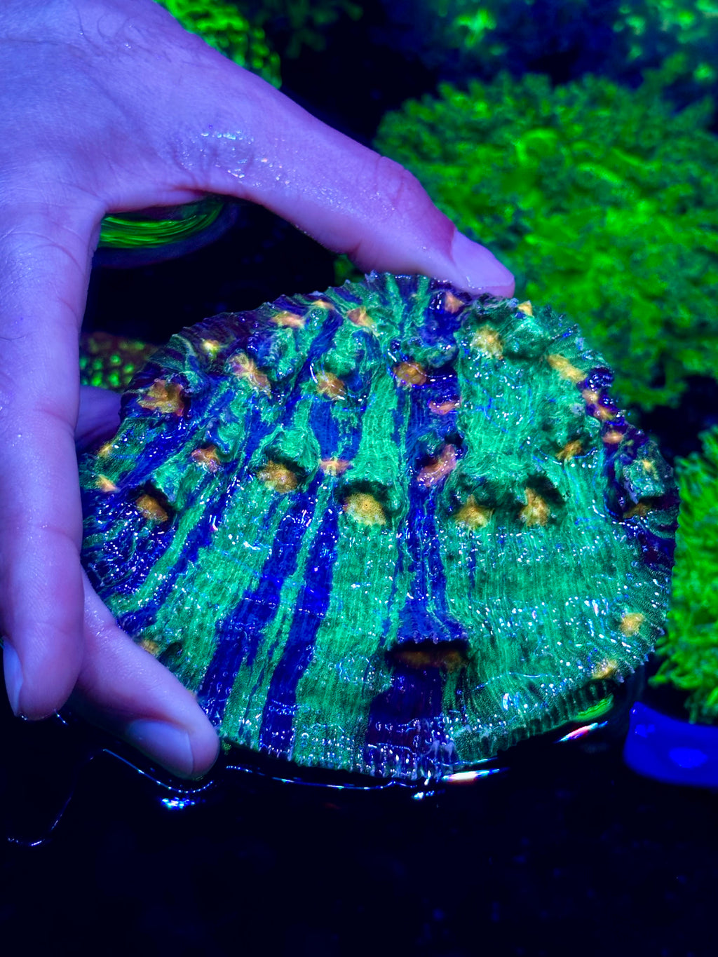 LARGE RAJA IN PAJAMAS CHALICE COLONY