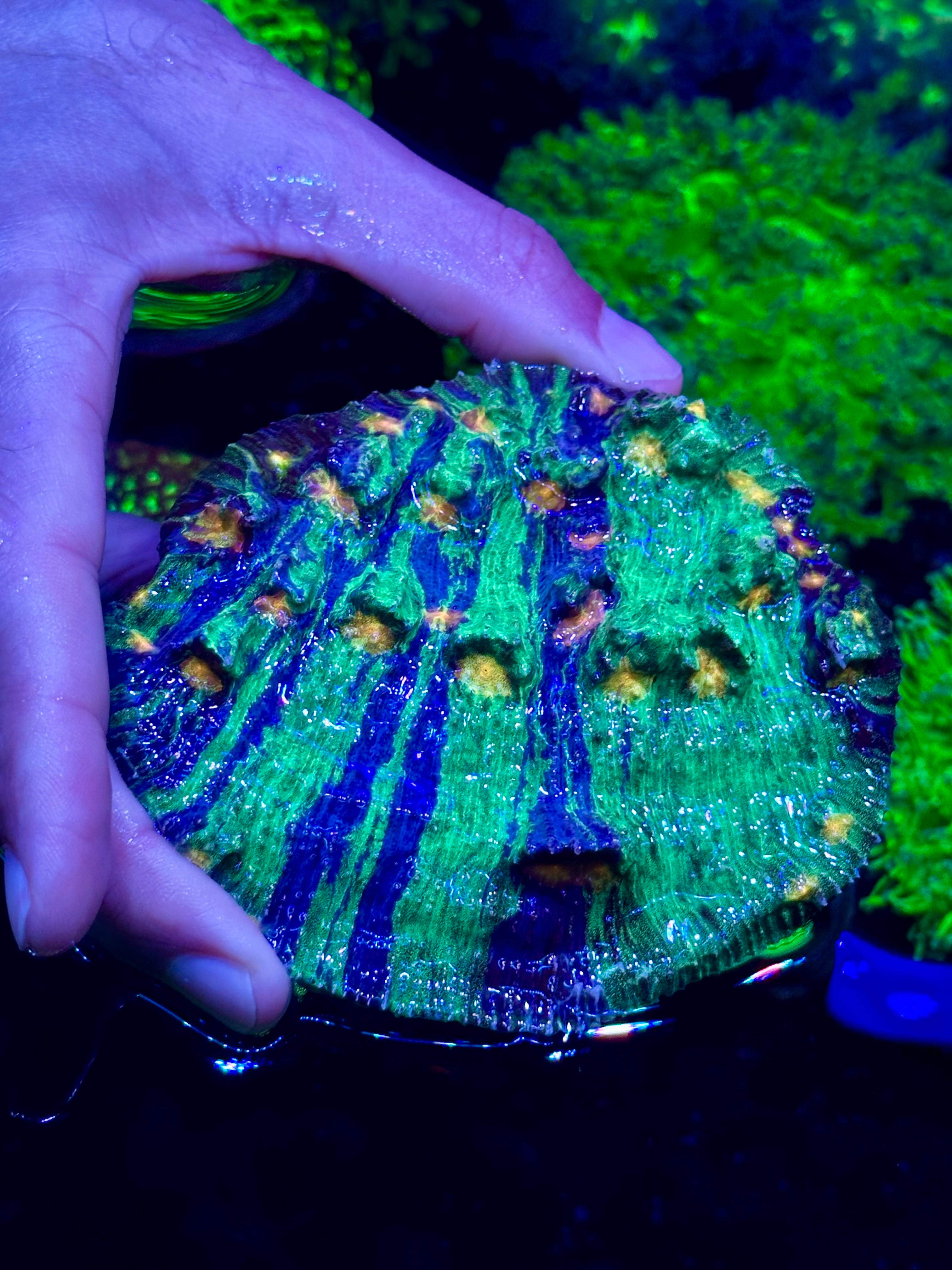 LARGE RAJA IN PAJAMAS CHALICE COLONY