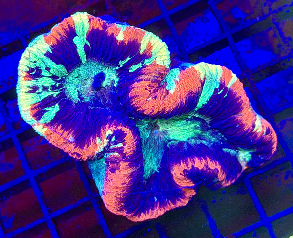 Ultra Bright Trachy