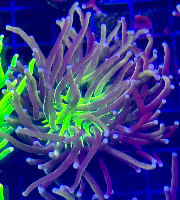 Large New York Knicks Torch Coral
