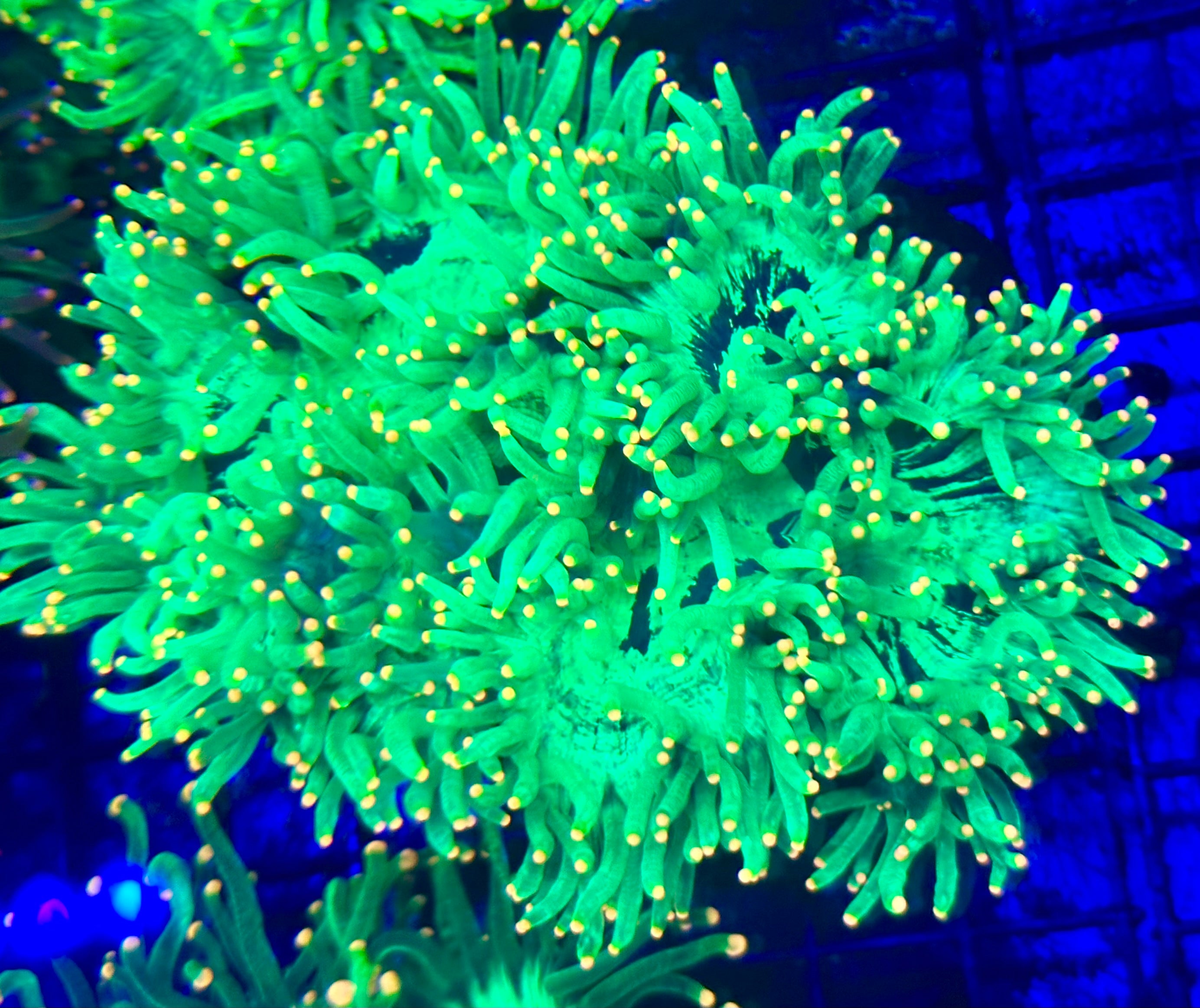 BRIGHT PEACH TIP ELEGANCE