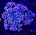 Grape goddess, Goniapora Frag