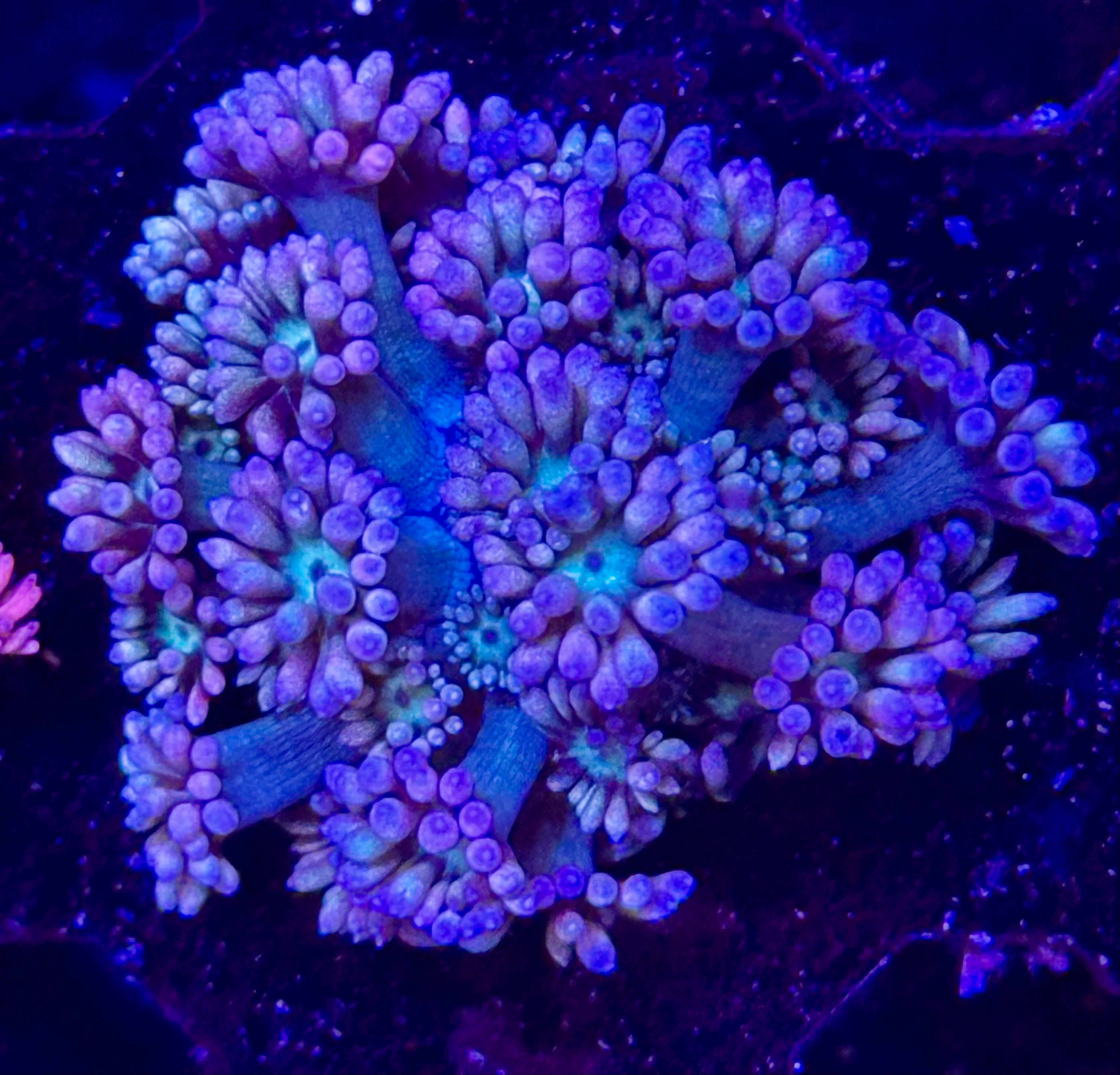 Grape goddess, Goniapora Frag