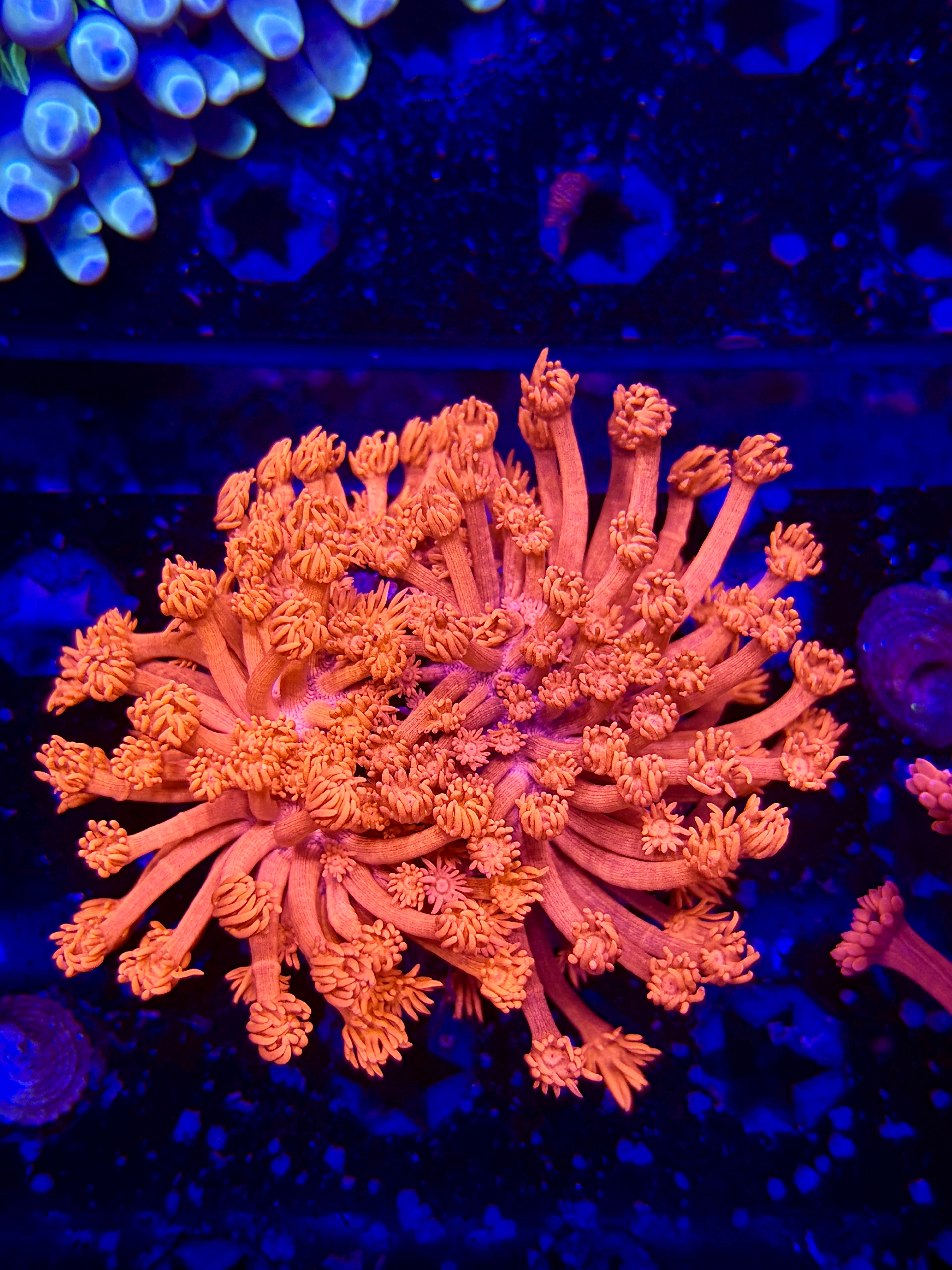 Large Sunkist GONIOPORA Colony