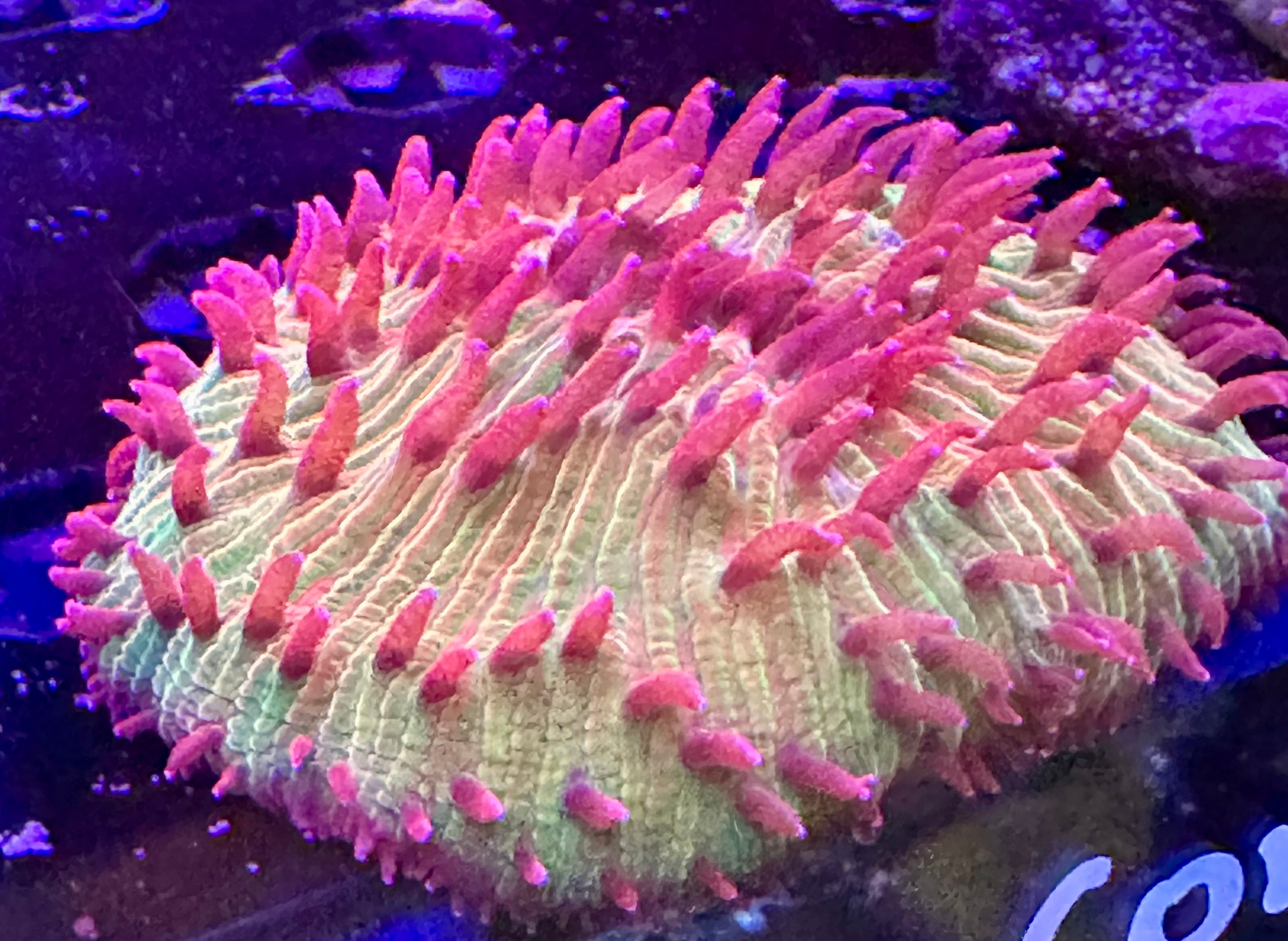 Diaseris Plate Coral