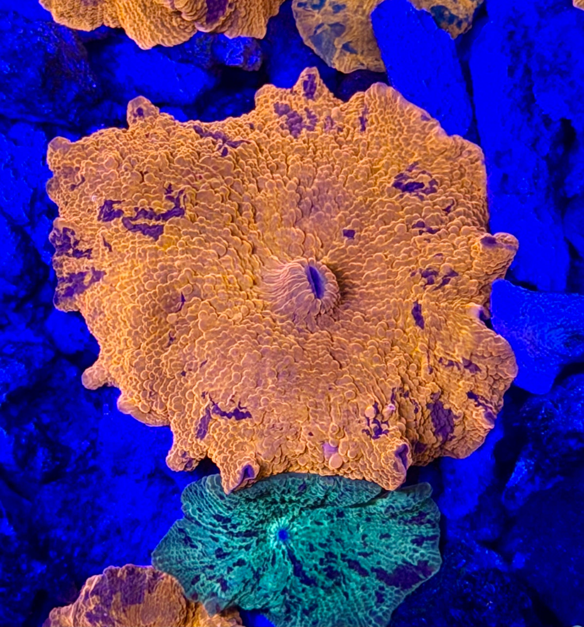Neon Orange Mushroom