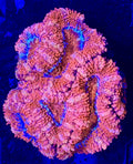 Ultra Acan