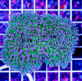 Aussie Purple Reverse Frogspawn Wall