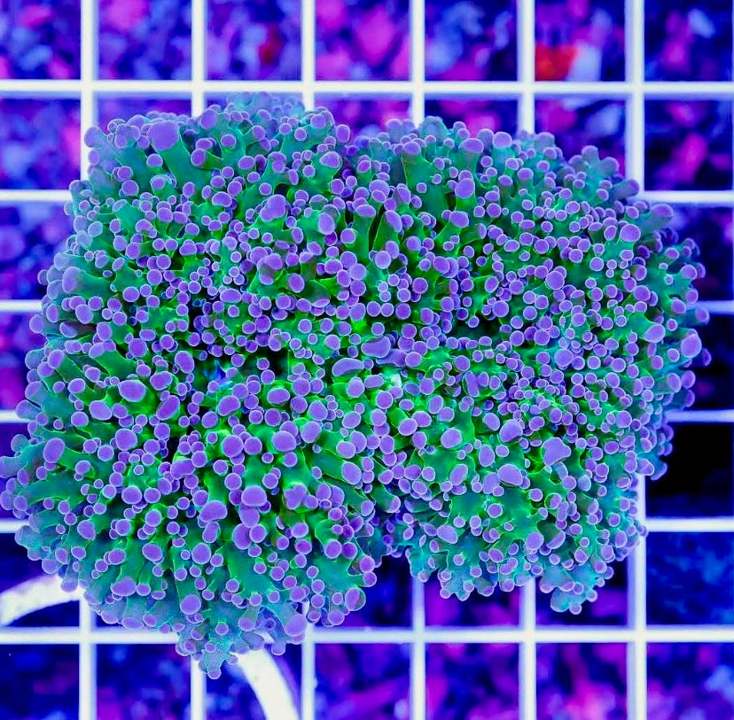 Aussie Purple Reverse Frogspawn Wall
