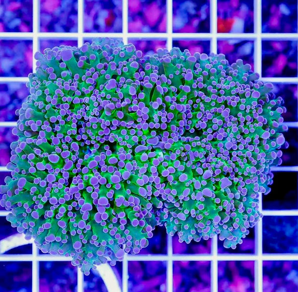 Aussie Purple Reverse Frogspawn Wall