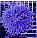ULTRA NEON PURPLE HELIOFUNGIA PLATE CORAL