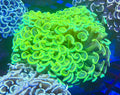 Ultra Large Fat Head, Neon Wall Hammer
